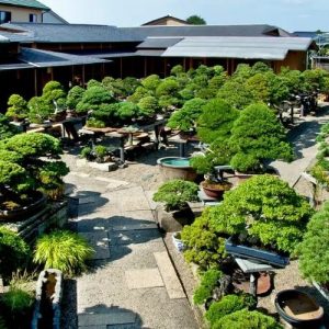 Cung cấp cây cảnh Bonsai