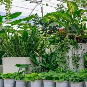 Cung Cấp Cây Kiểng